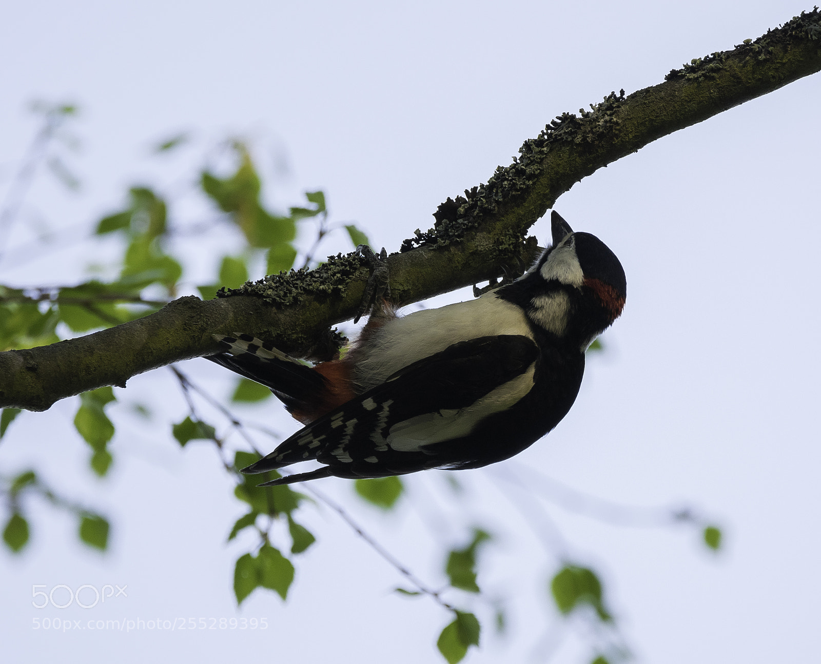 Nikon D5300 sample photo. Great spotted woodpecker strre photography
