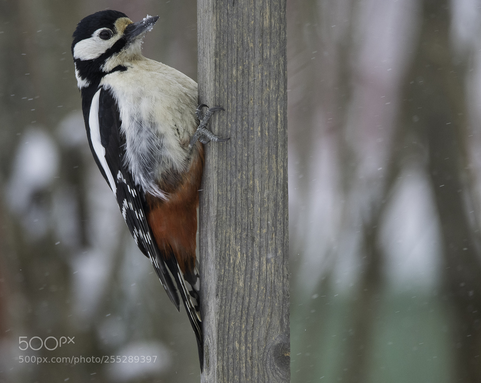 Nikon D5300 sample photo. Great spotted woodpecker strre photography