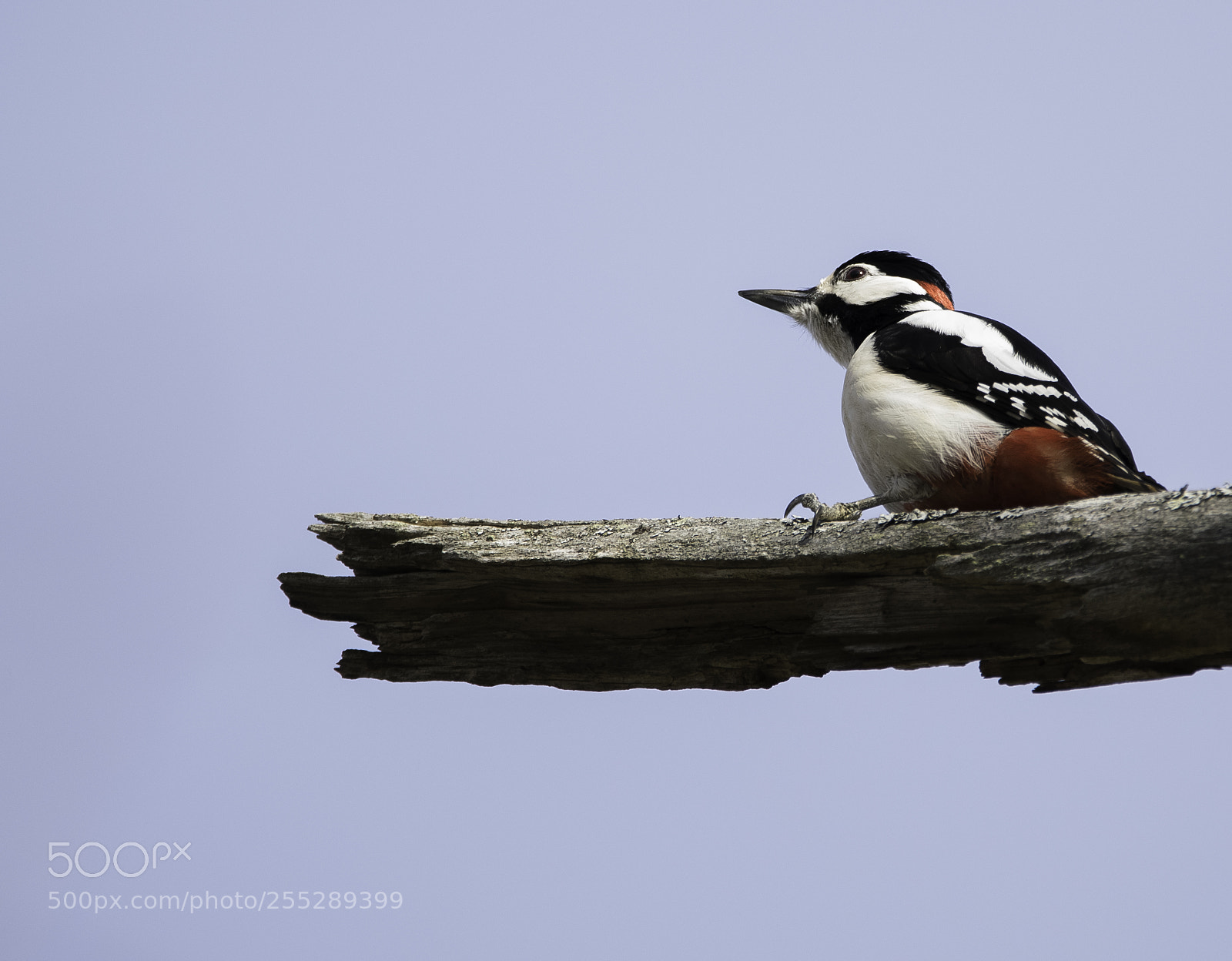 Nikon D5300 sample photo. Great spotted woodpecker strre photography