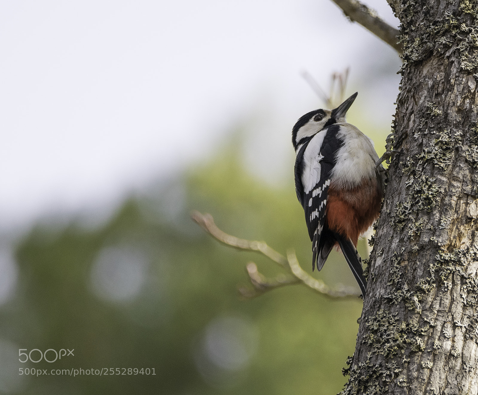 Nikon D5300 sample photo. Great spotted woodpecker strre photography