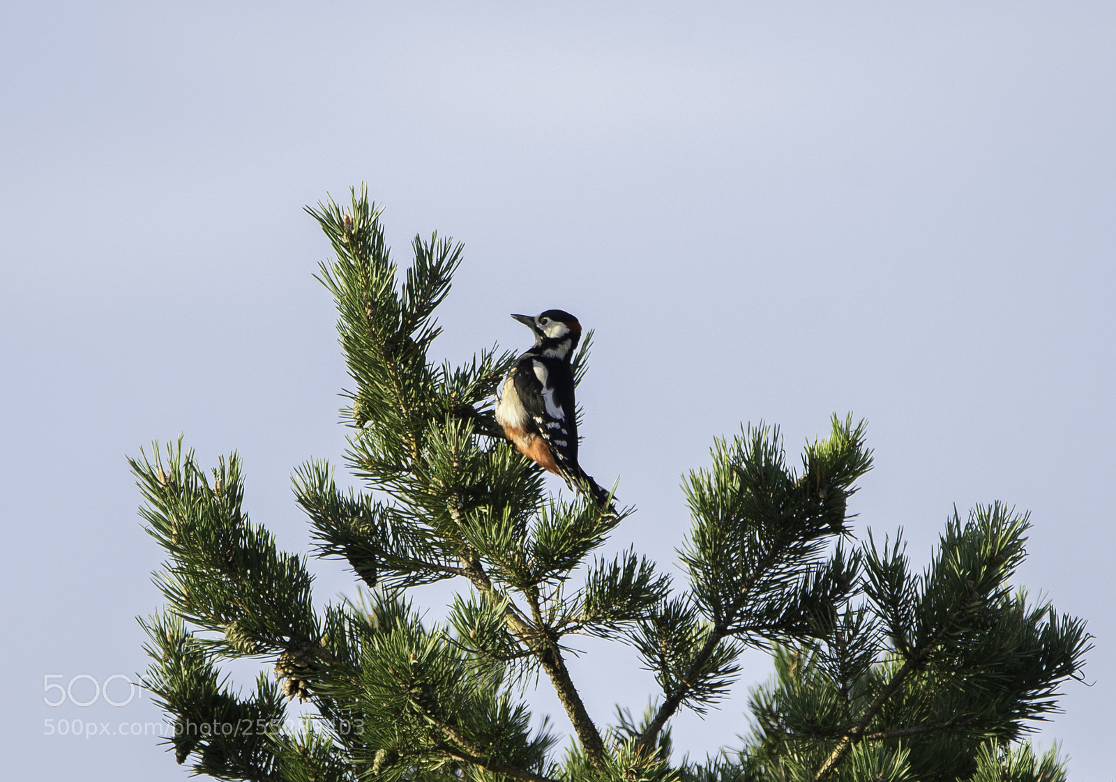 Nikon D5300 sample photo. Great spotted woodpecker strre photography