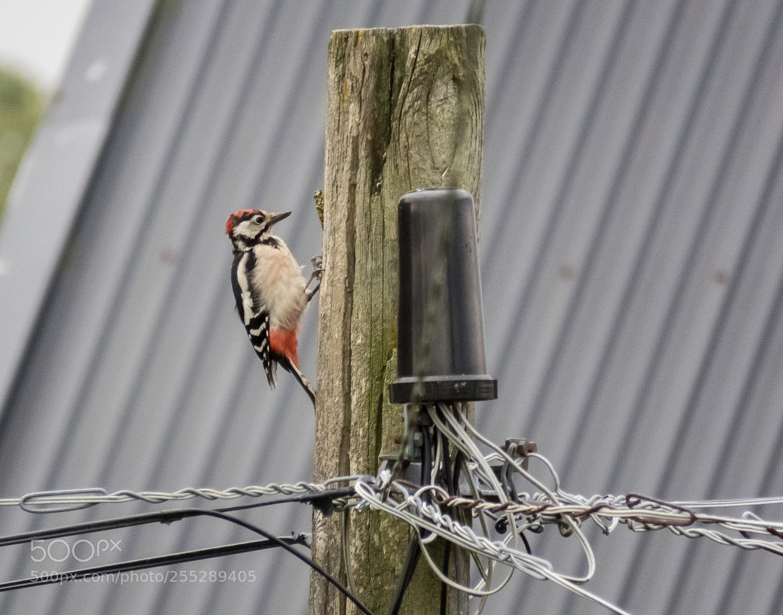 Canon PowerShot SX60 HS sample photo. Great spotted woodpecker strre photography