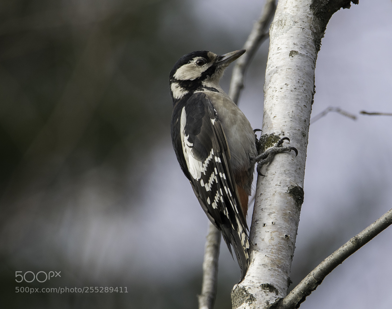 Nikon D5300 sample photo. Great spotted woodpecker strre photography