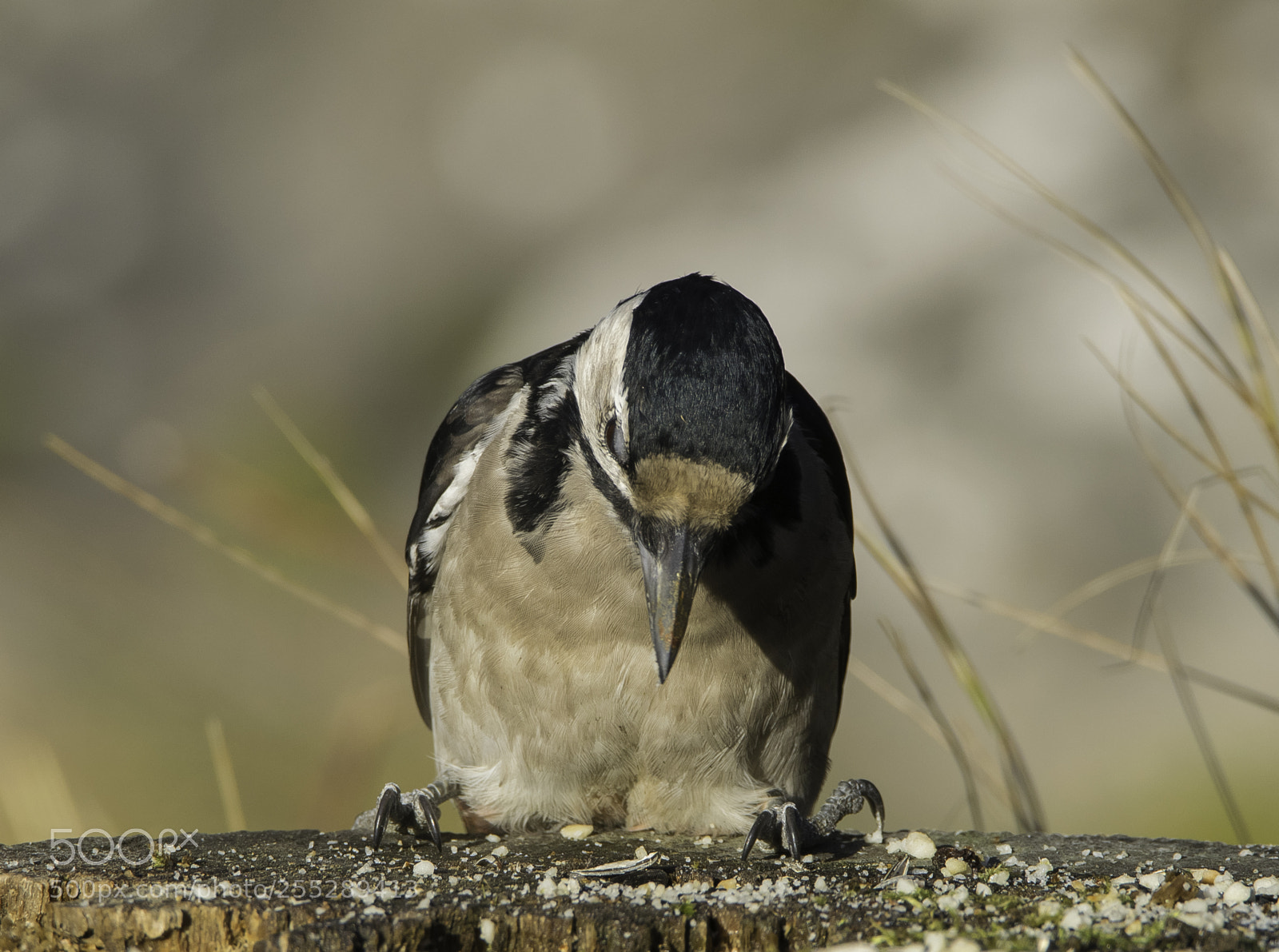 Nikon D5300 sample photo. Great spotted woodpecker strre photography