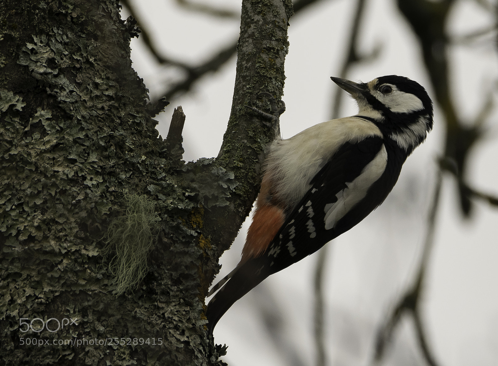 Nikon D5300 sample photo. Great spotted woodpecker strre photography