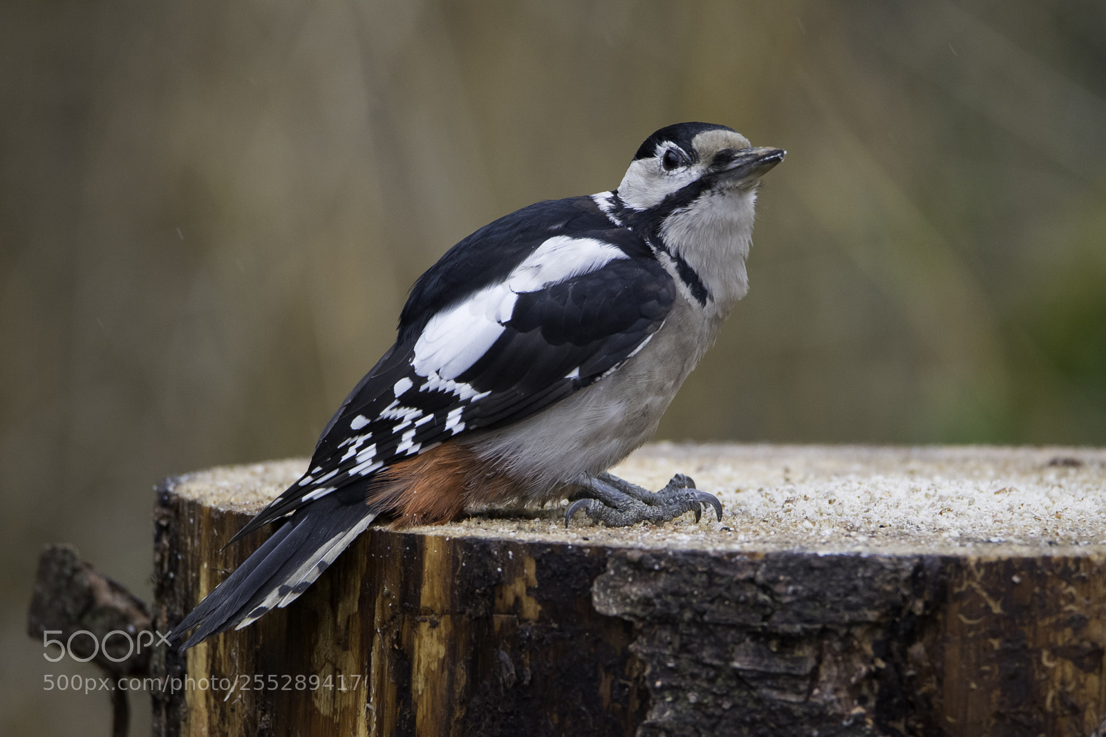 Nikon D5300 sample photo. Great spotted woodpecker strre photography