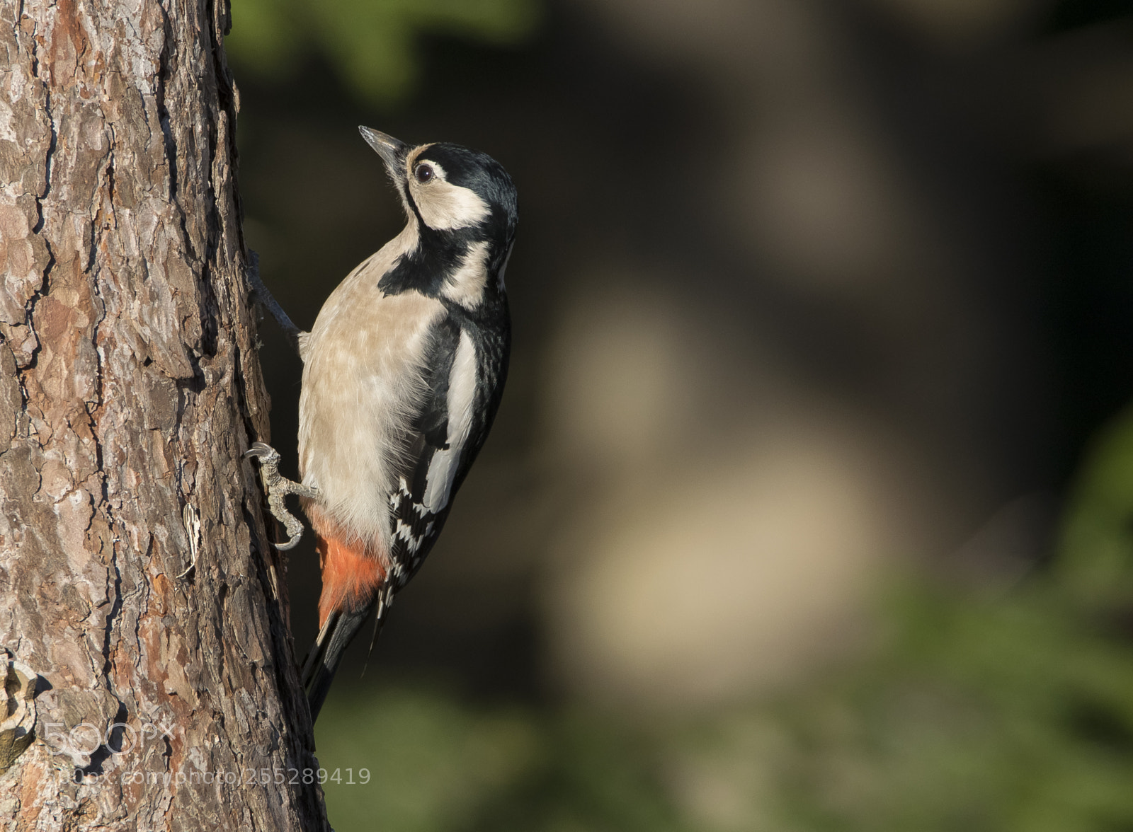 Nikon D5300 sample photo. Great spotteed woodpecker strre photography