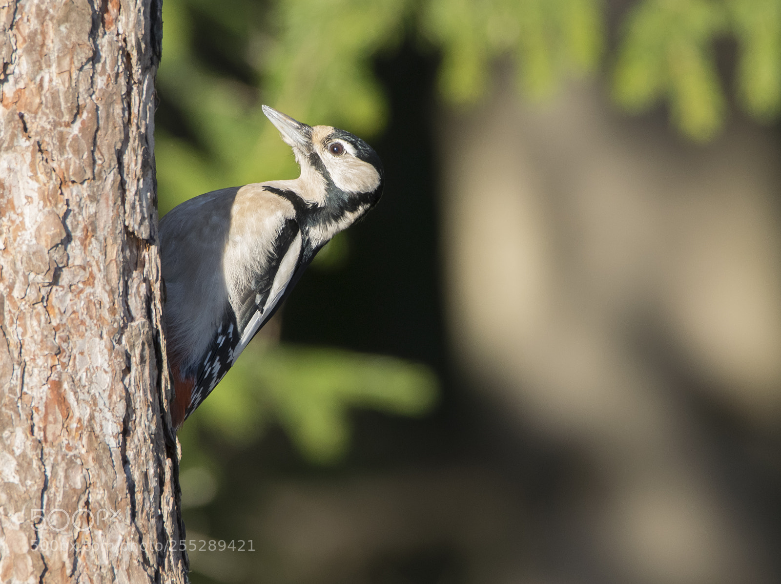 Nikon D5300 sample photo. Great spotteed woodpecker strre photography