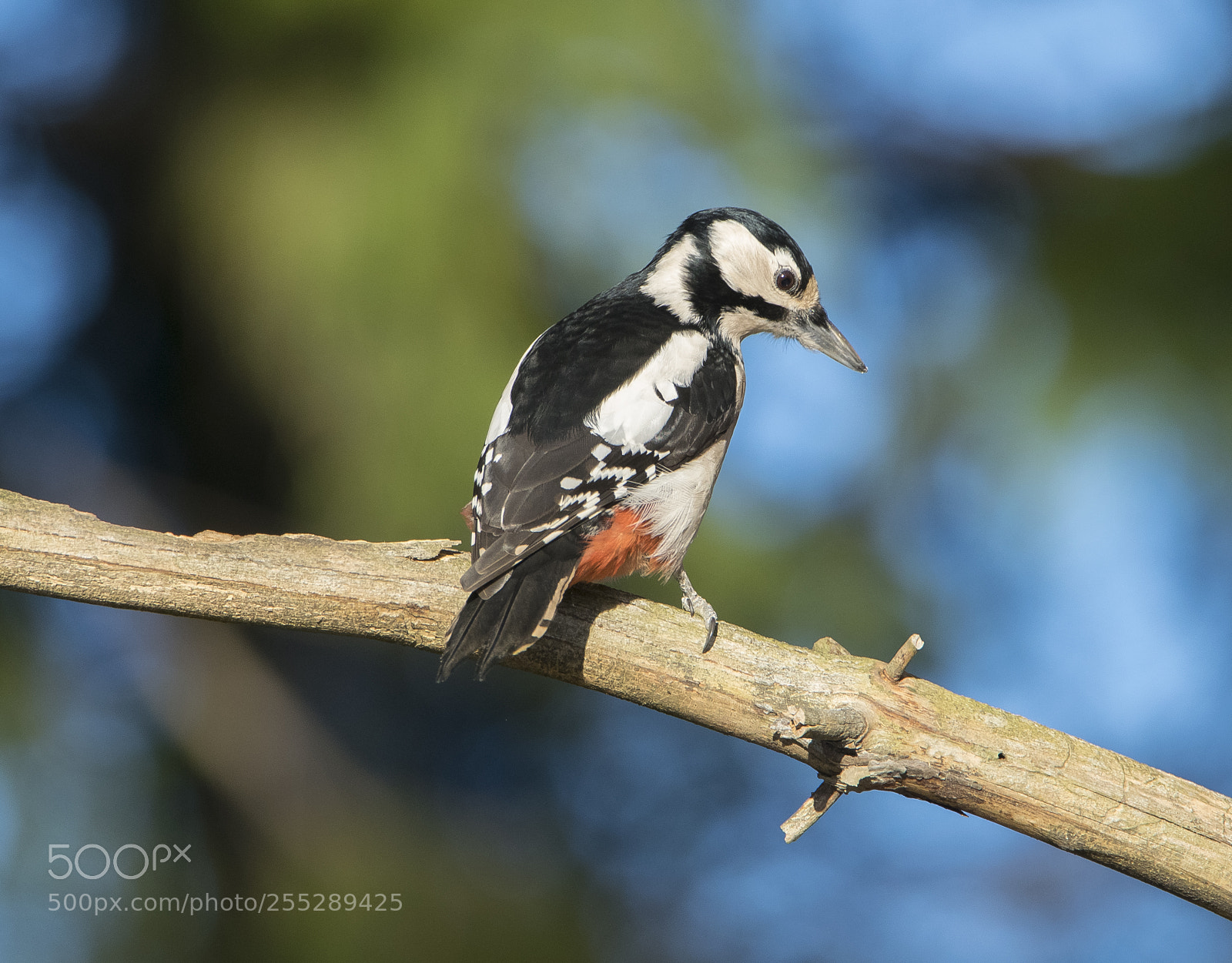 Nikon D5300 sample photo. Great spotteed woodpecker strre photography