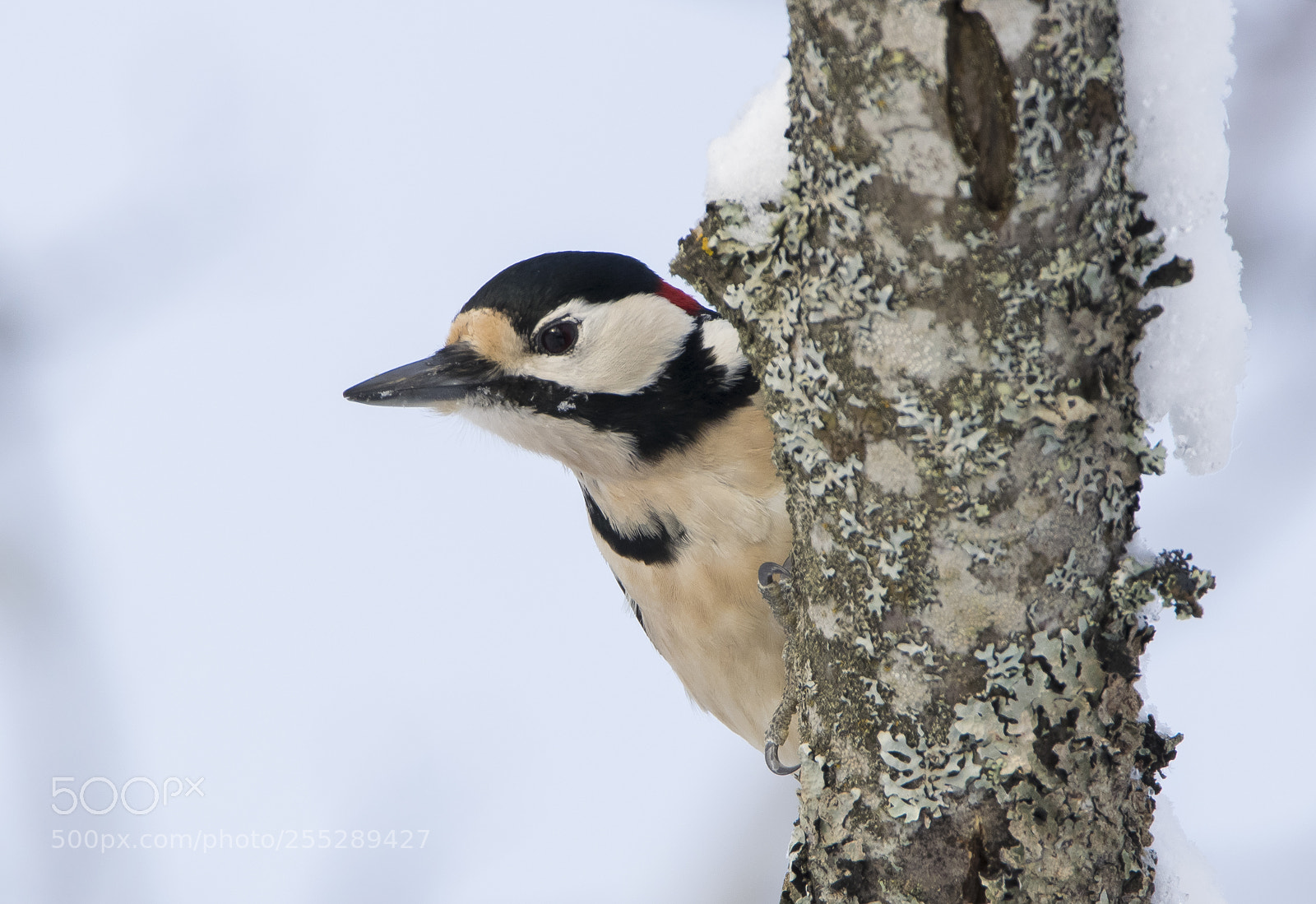 Nikon D5300 sample photo. Great spotteed woodpecker strre photography
