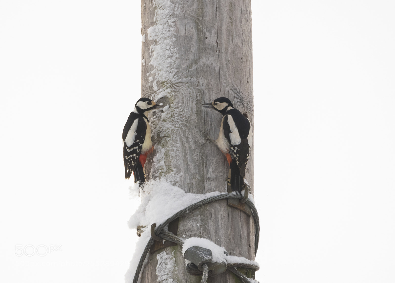 Nikon D5300 sample photo. Great spotteed woodpecker strre photography