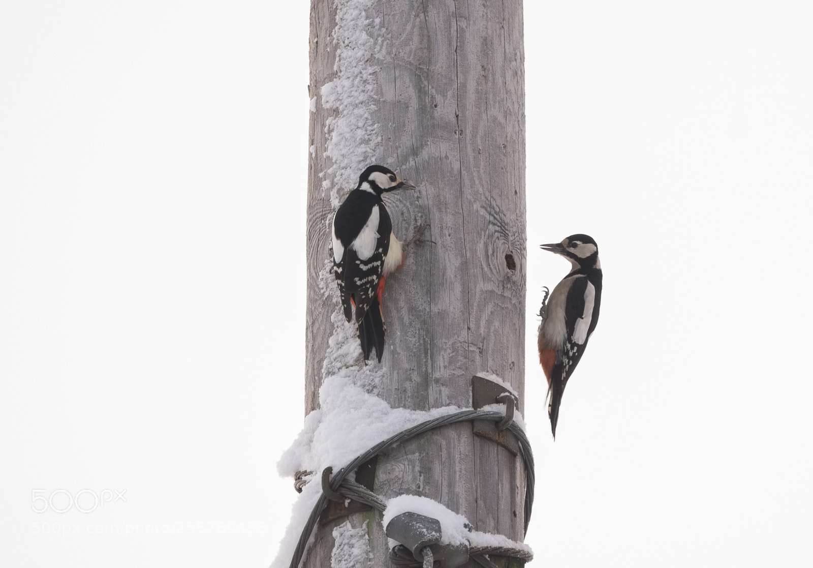 Nikon D5300 sample photo. Great spotteed woodpecker strre photography
