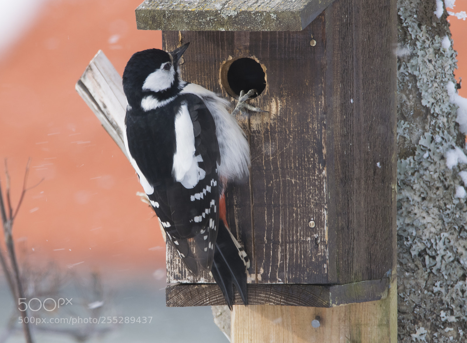 Nikon D5300 sample photo. Great spotteed woodpecker strre photography