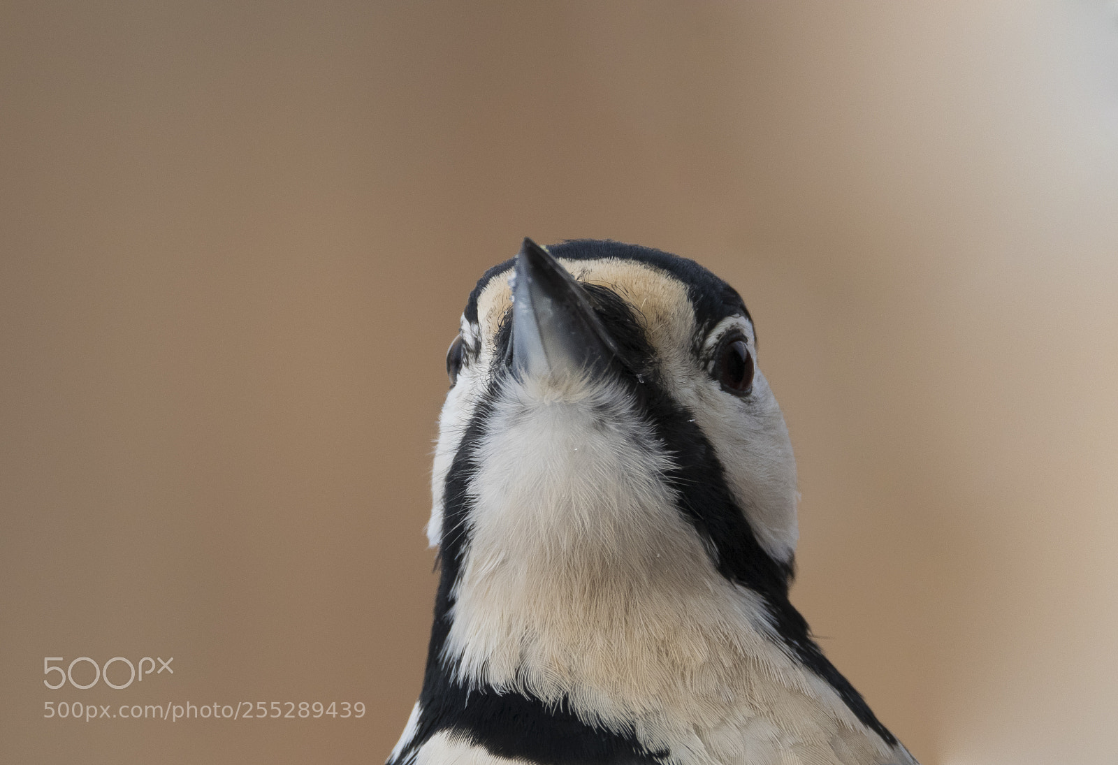 Nikon D5300 sample photo. Great spotteed woodpecker strre photography
