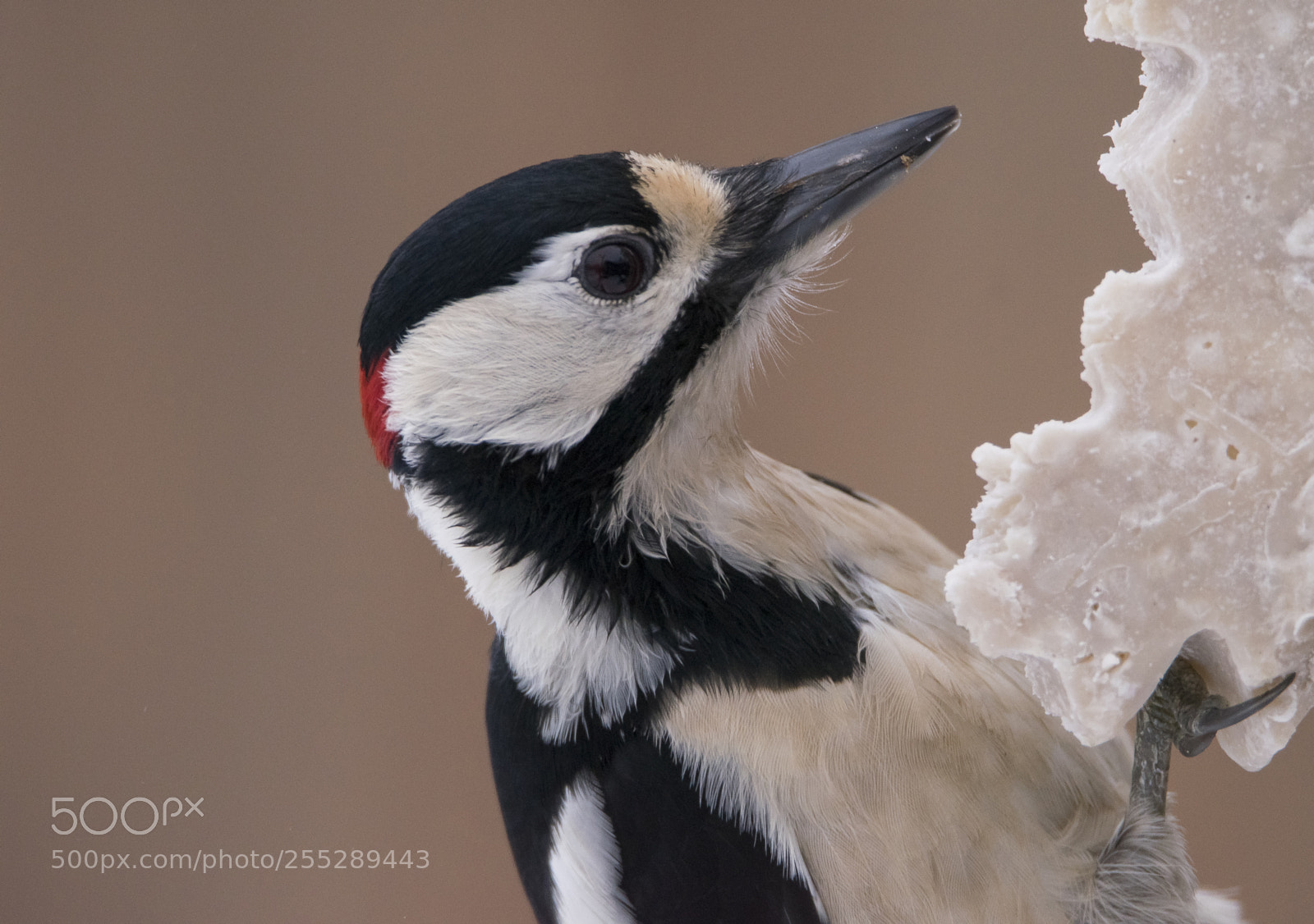 Nikon D5300 sample photo. Great spotteed woodpecker strre photography