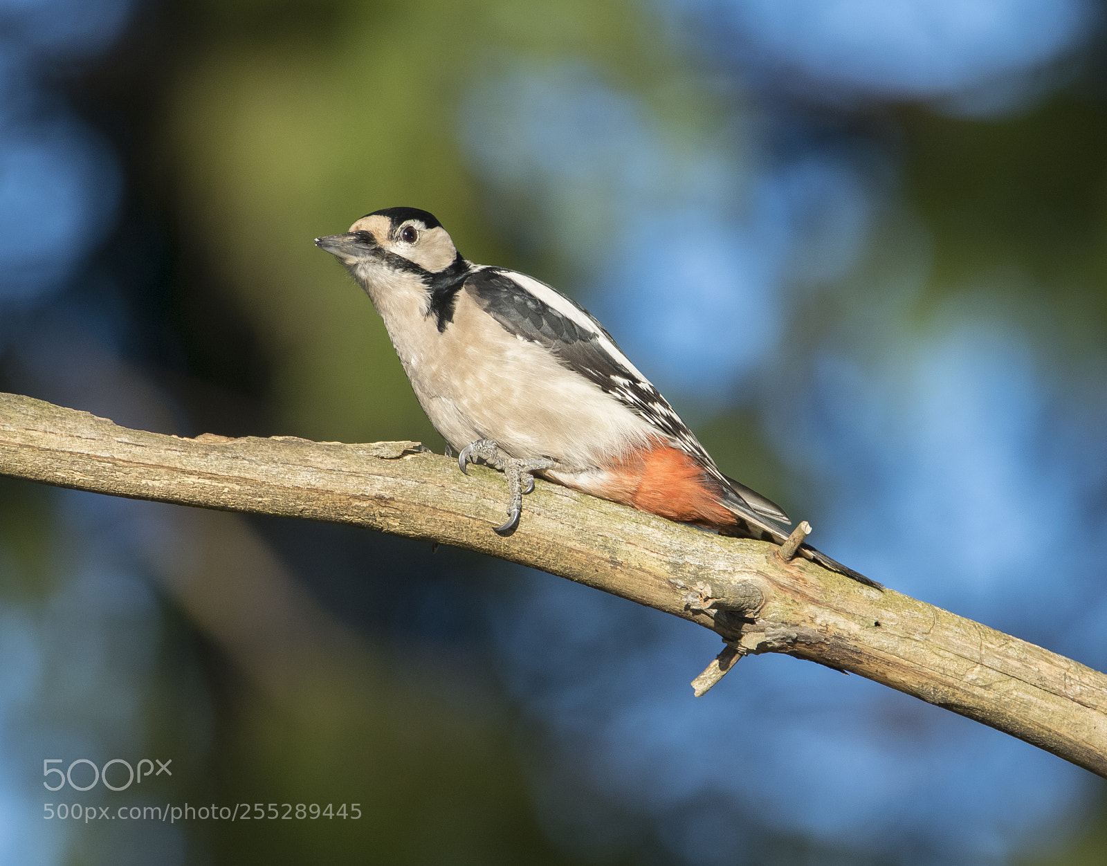 Nikon D5300 sample photo. Great spotteed woodpecker strre photography