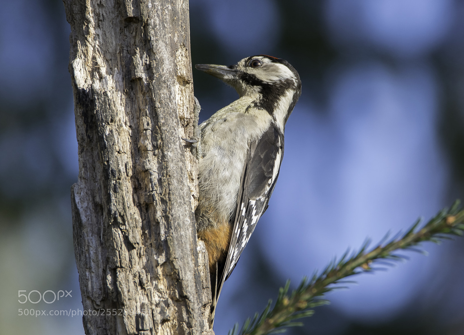 Nikon D5300 sample photo. Great spotte woodpecker strre photography