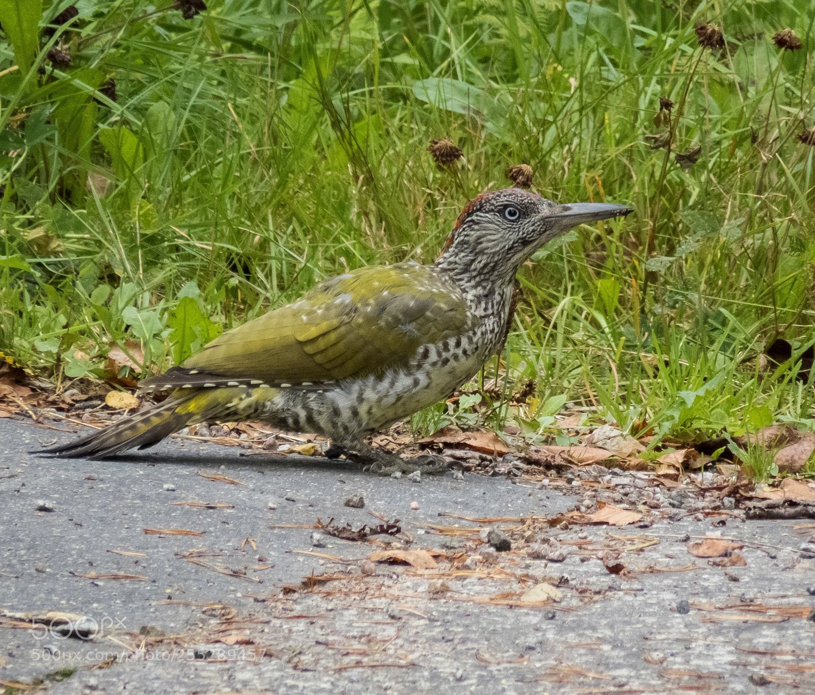 Canon PowerShot SX60 HS sample photo. Green woodpecker grngling o photography
