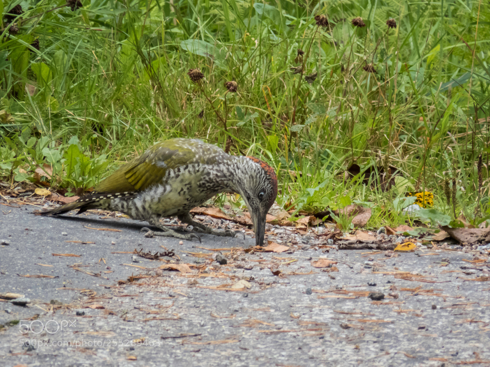 Canon PowerShot SX60 HS sample photo. Green woodpecker grngling o photography