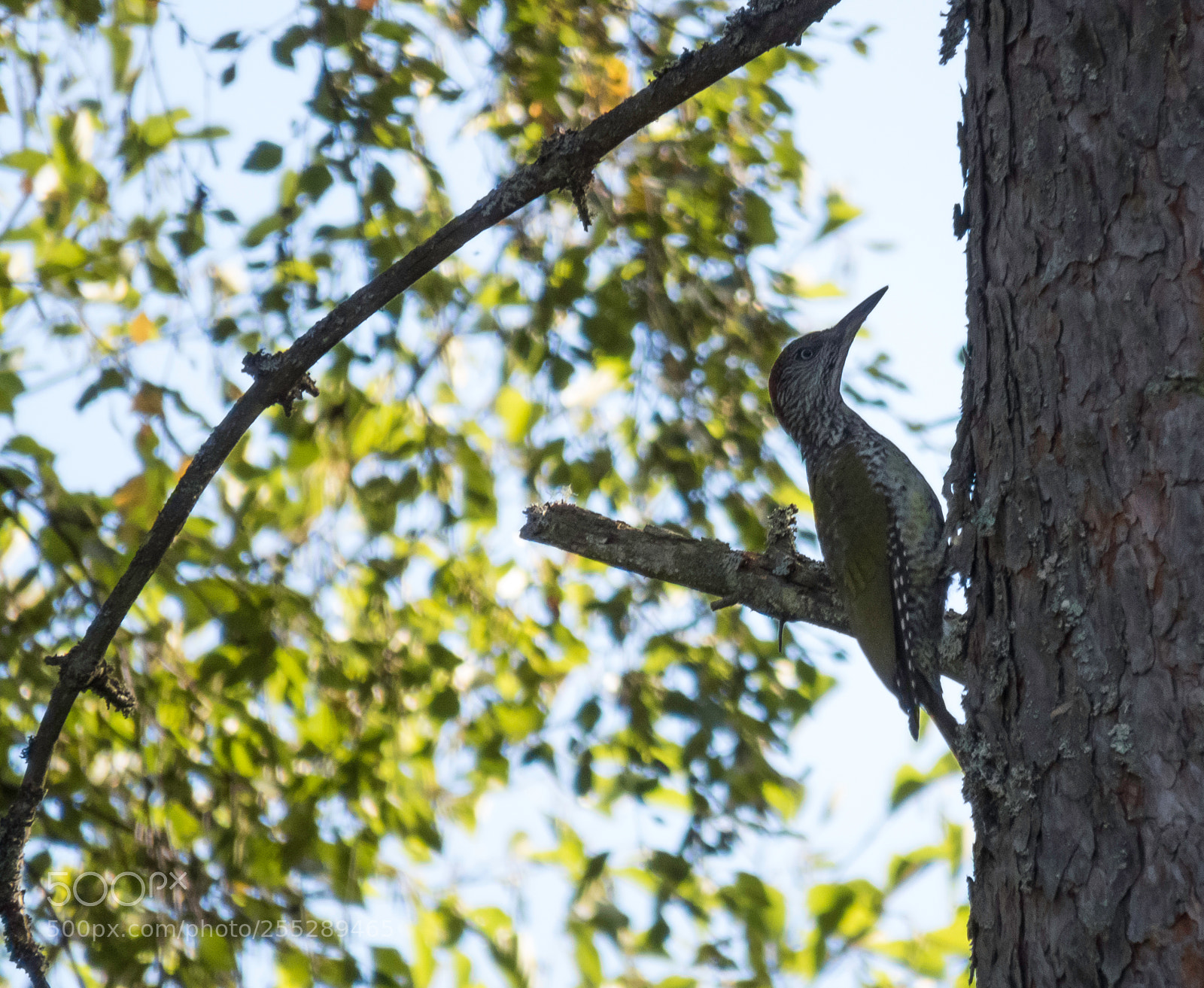 Canon PowerShot SX60 HS sample photo. Green woodpecker grngling o photography