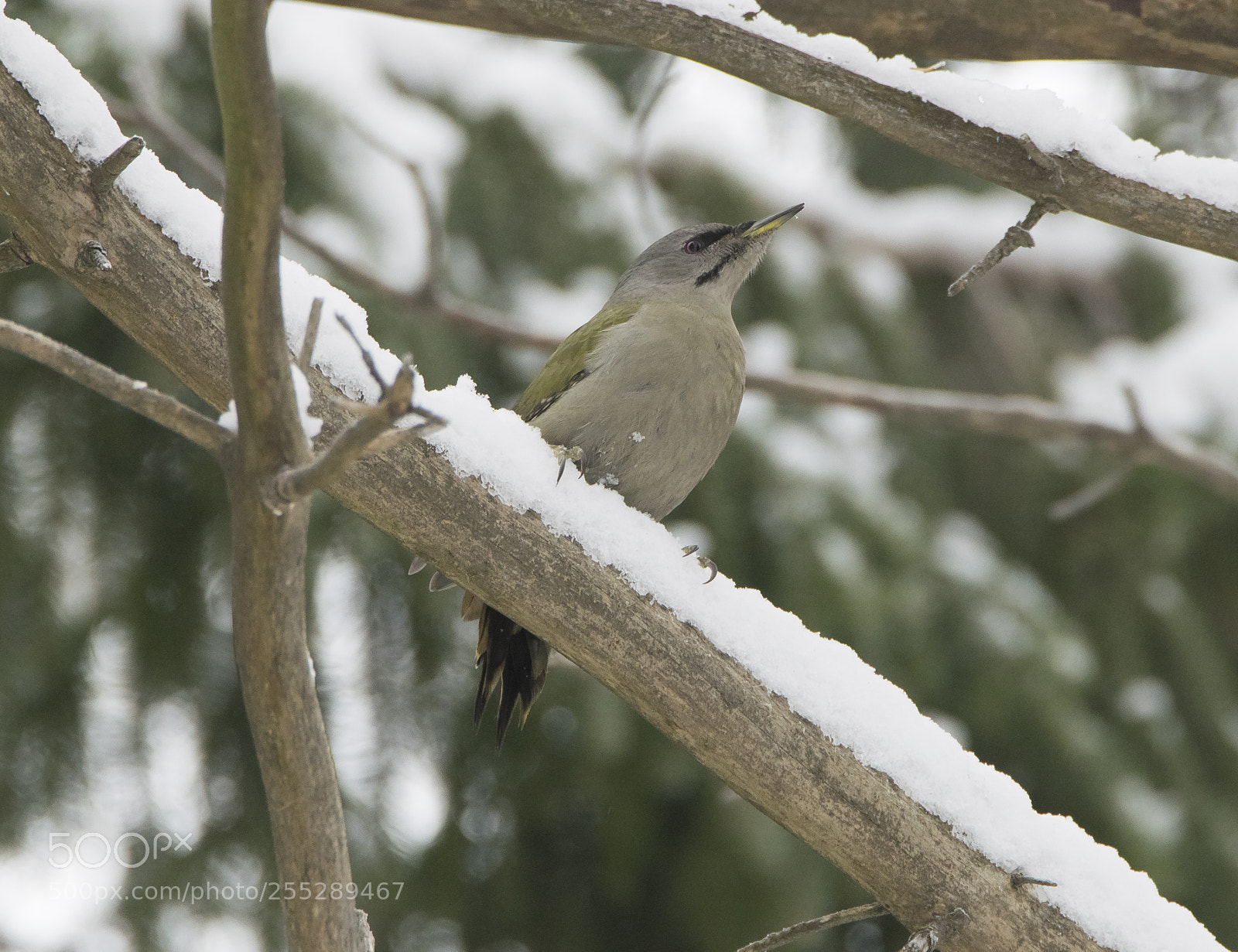 Nikon D5300 sample photo. Greyheaded woodpecker grspett o photography