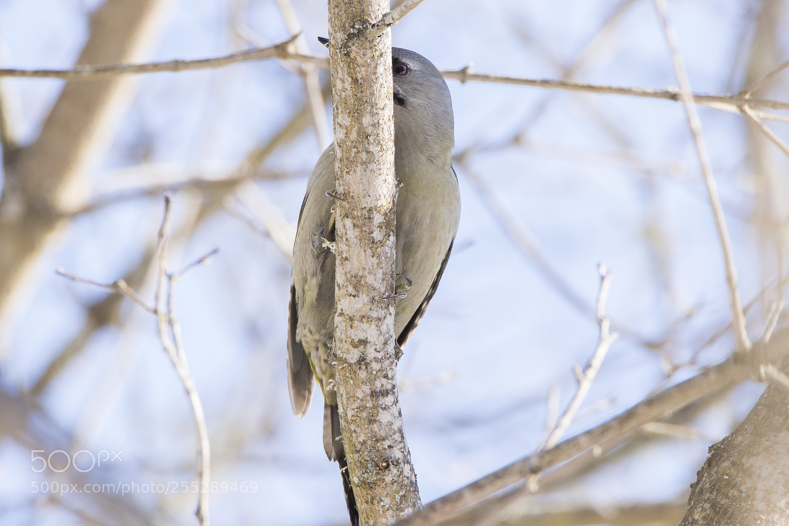 Nikon D5300 sample photo. Greyheaded woodpecker grspett o photography