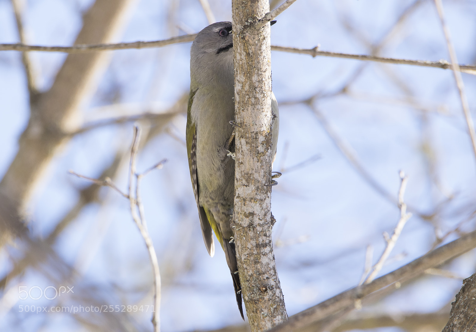 Nikon D5300 sample photo. Greyheaded woodpecker grspett o photography