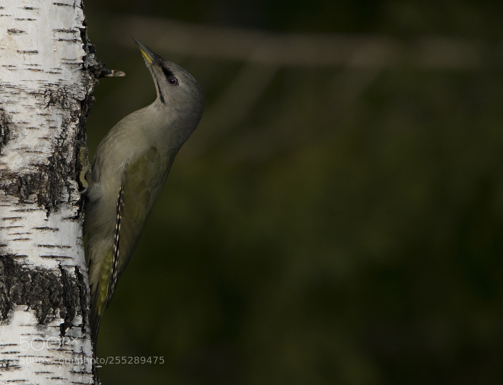 Nikon D5300 sample photo. Greyheaded woodpecker grspett o photography