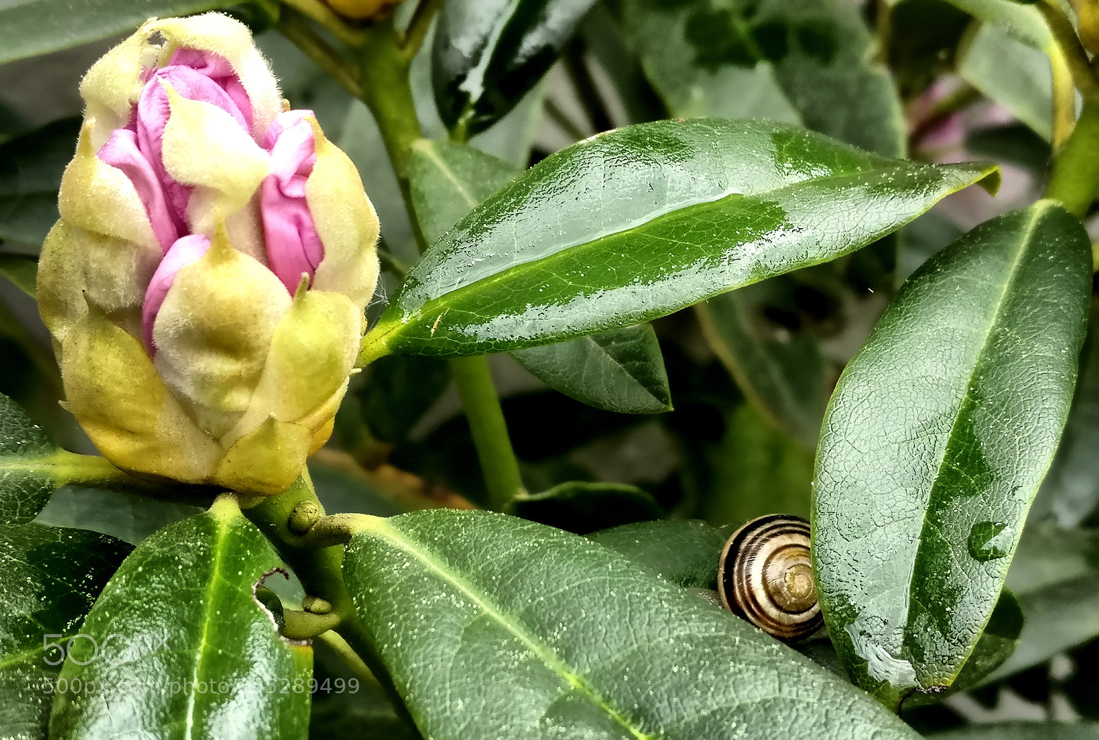 OnePlus A3003 sample photo. Hide photography
