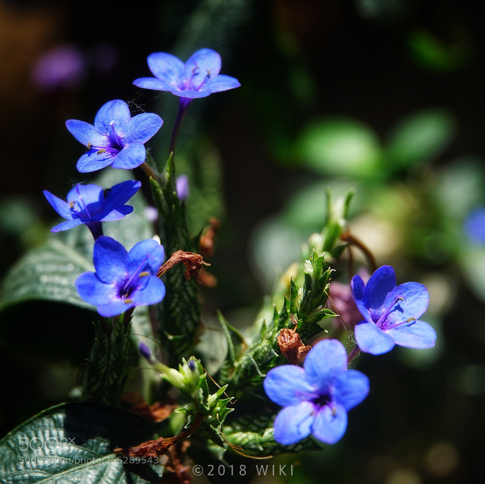 Sony a5100 sample photo. Untitled photography