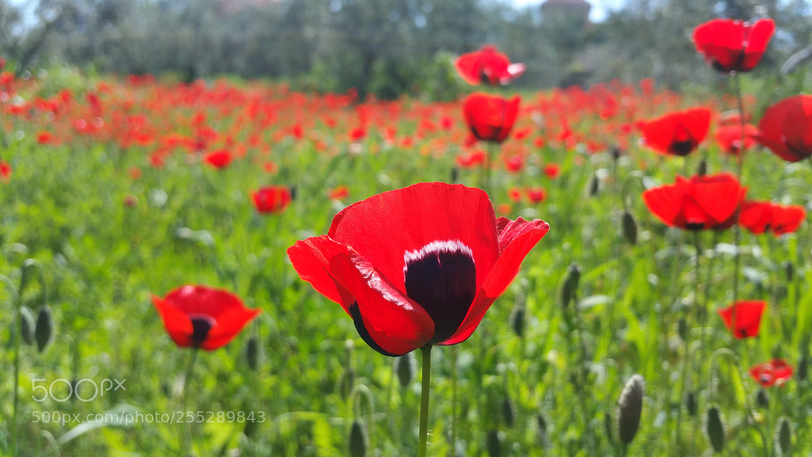 Samsung Galaxy Note4 sample photo. Untitled photography