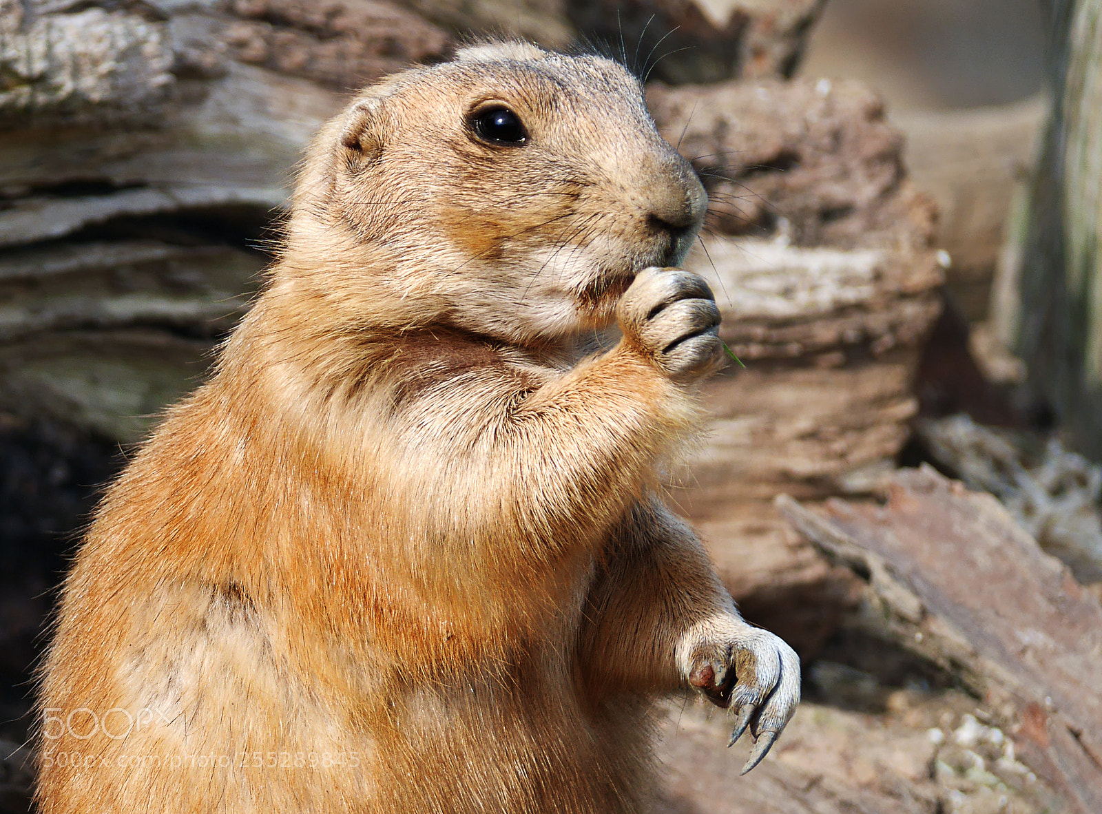 Panasonic Lumix DMC-GX7 sample photo. M. marmot photography