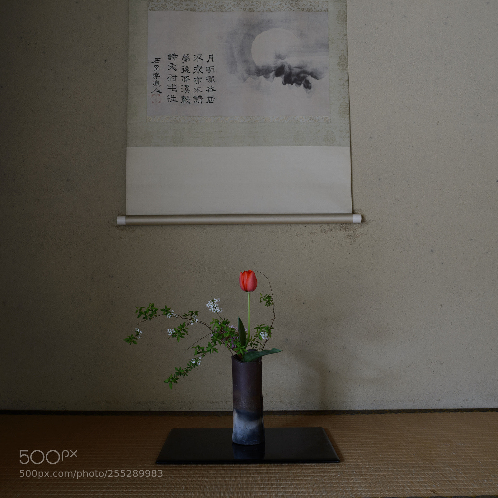 Nikon Df sample photo. A red tulip photography