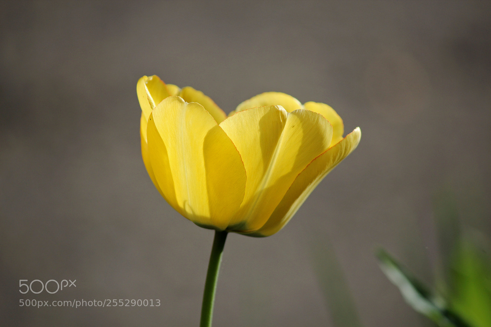 Canon EOS 600D (Rebel EOS T3i / EOS Kiss X5) sample photo. Yellow beauty photography