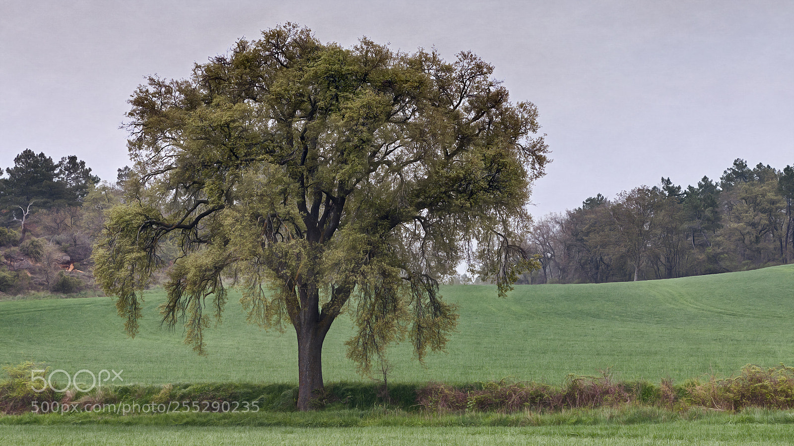 Canon EOS 70D sample photo. Tree ii photography