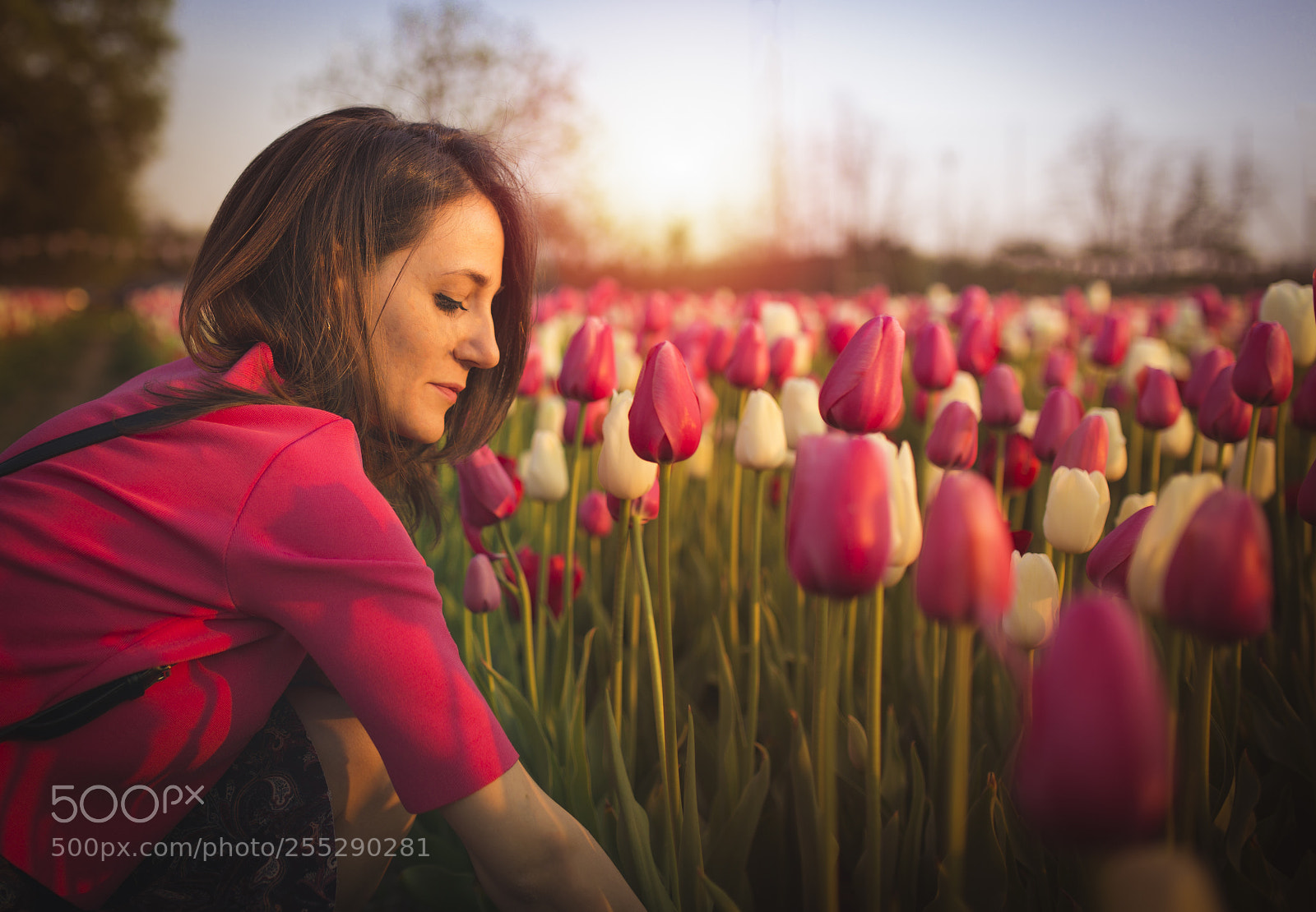 Canon EOS 6D sample photo. Tulip 2 photography