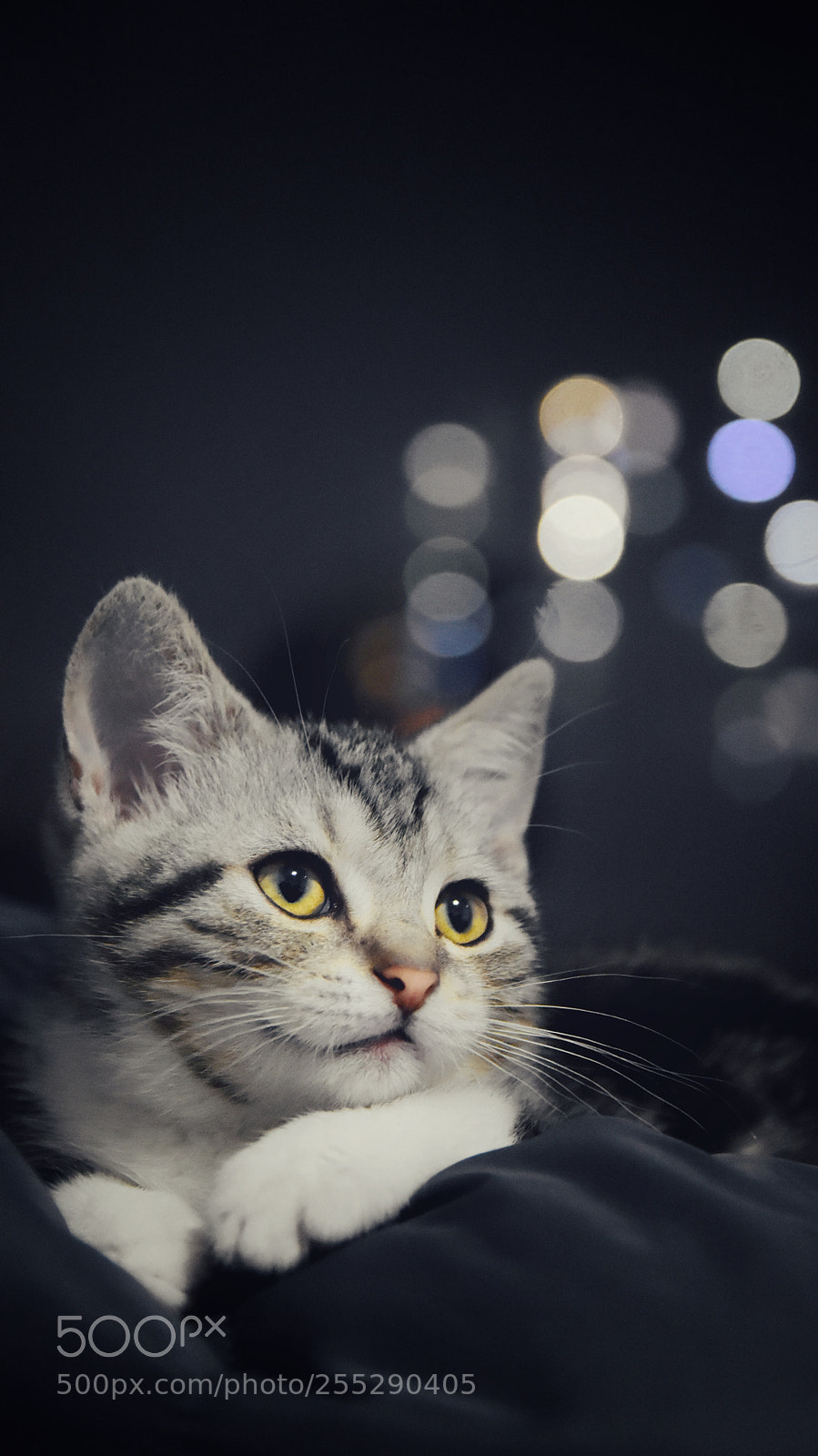 Nikon D5500 sample photo. 小脑斧 photography