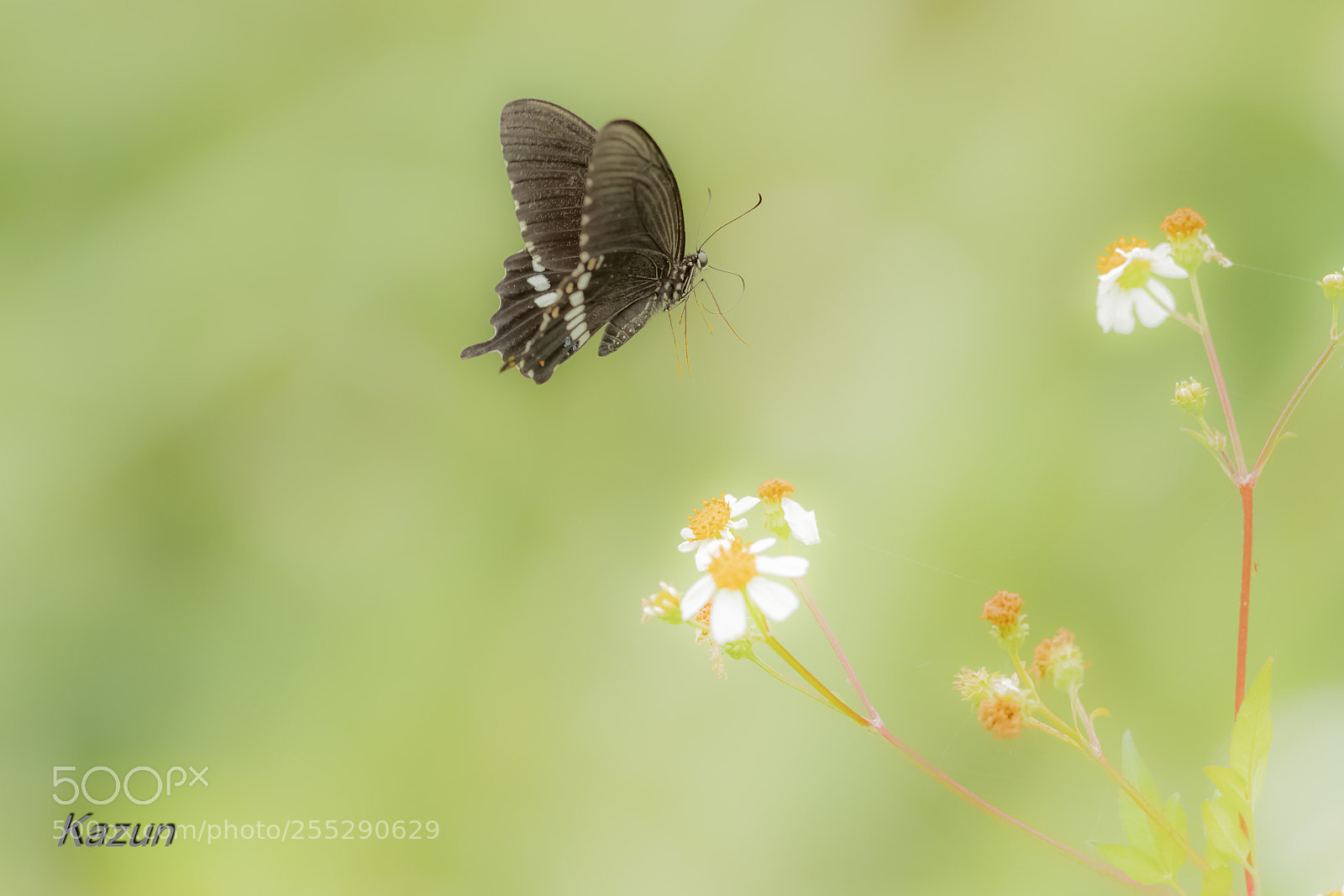 Canon EOS-1D X Mark II sample photo. Flying! photography