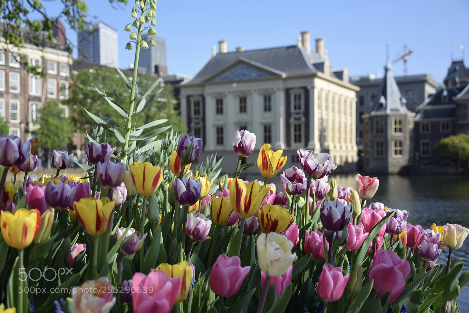 Nikon D3300 sample photo. Tulip view photography