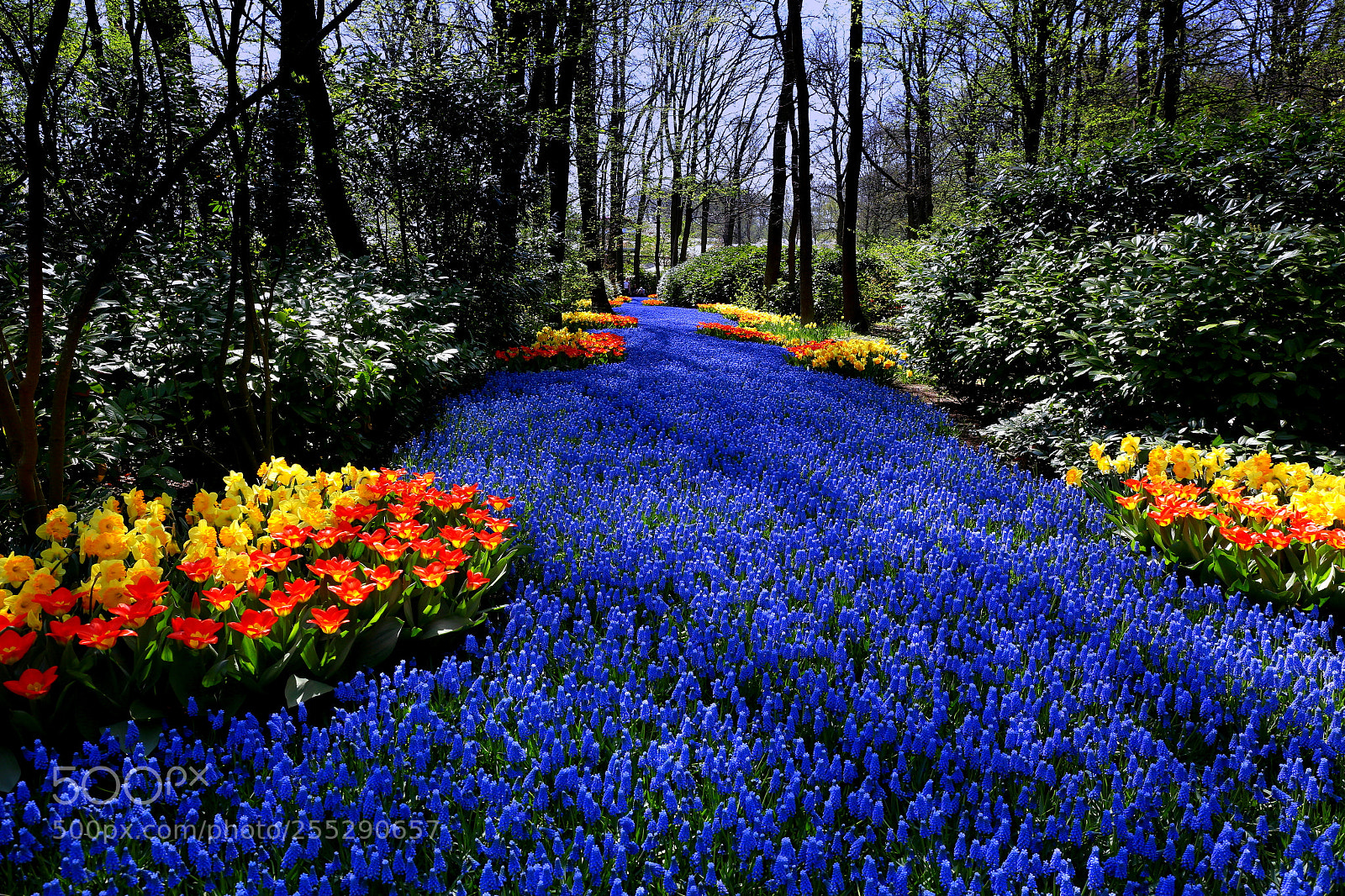 Canon EF 24-70mm F4L IS USM sample photo. The blue path photography