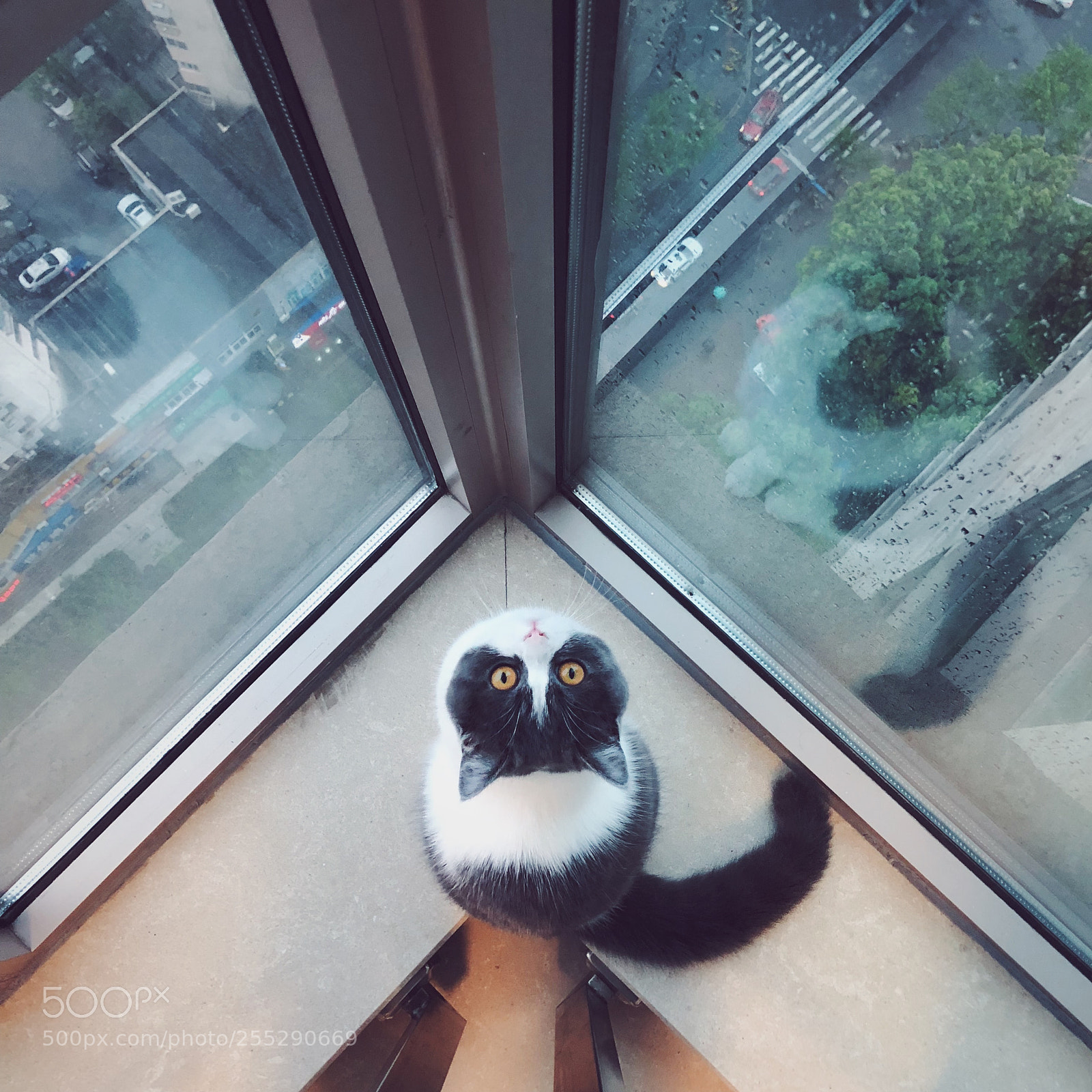 Apple iPhone X sample photo. Cat photography