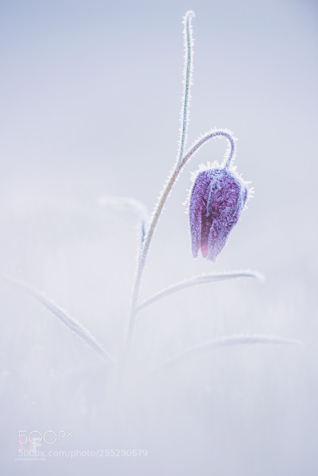 Nikon D810 sample photo. Frozen fritillaria photography
