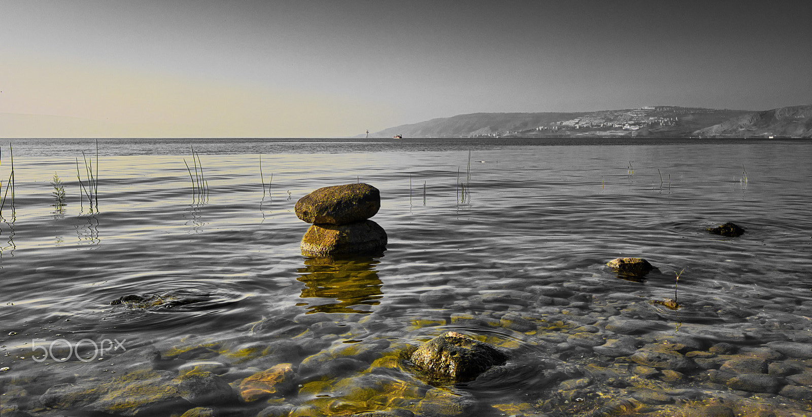 Nikon D7200 sample photo. Only yellow photography