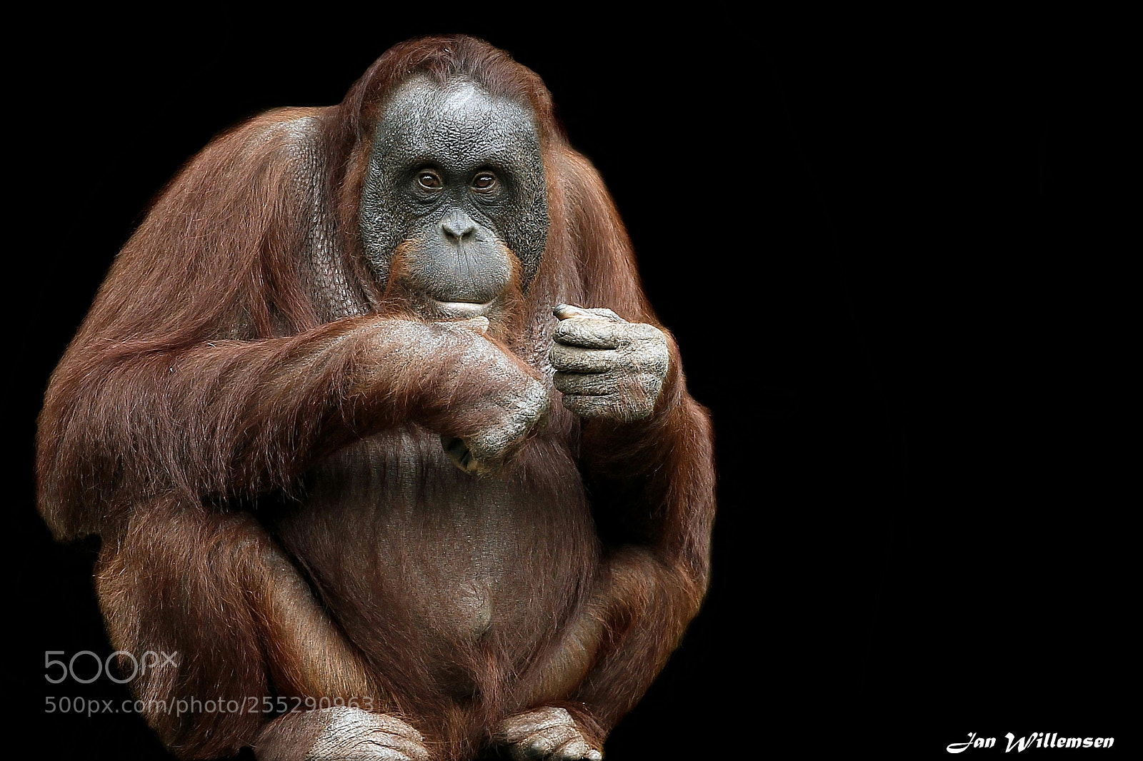 Canon EOS-1D Mark IV sample photo. Orangutan photography