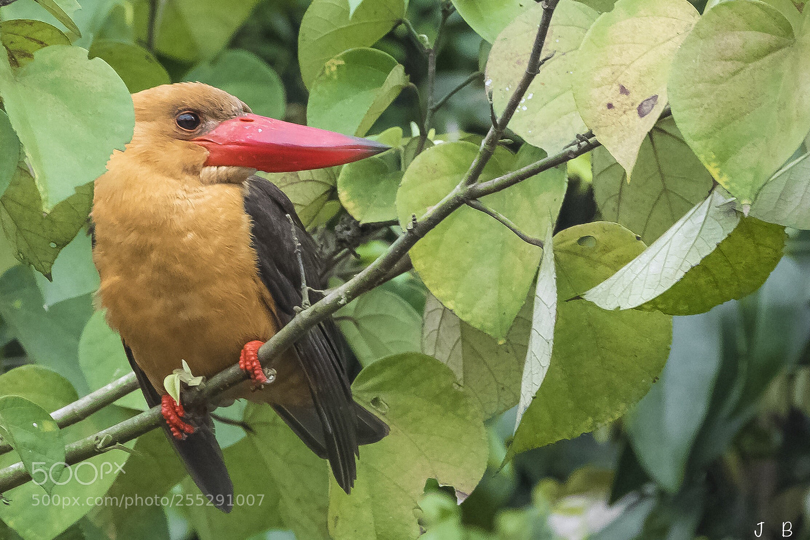 Nikon D500 sample photo. Brown winged kingfisher  photography
