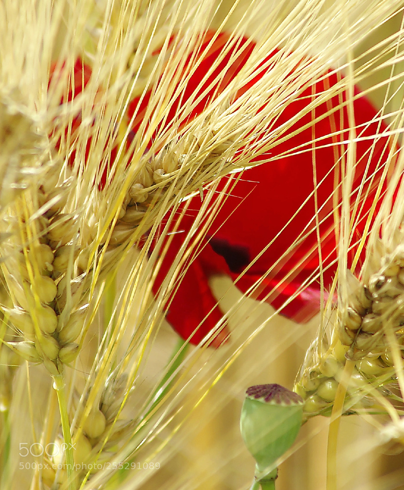 Pentax K200D sample photo. Untitled photography