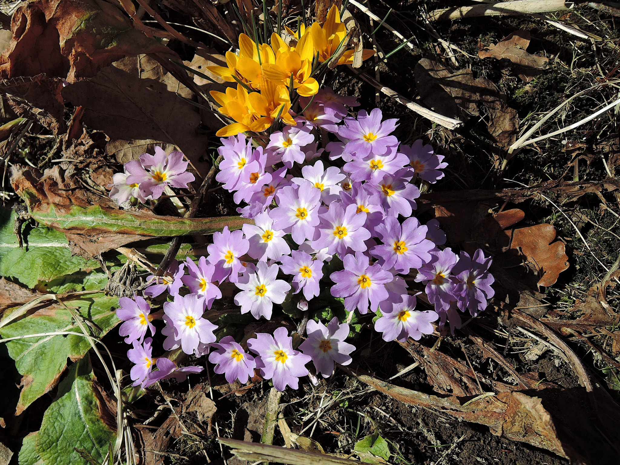 Nikon Coolpix P340 sample photo. Crocus and primrose photography