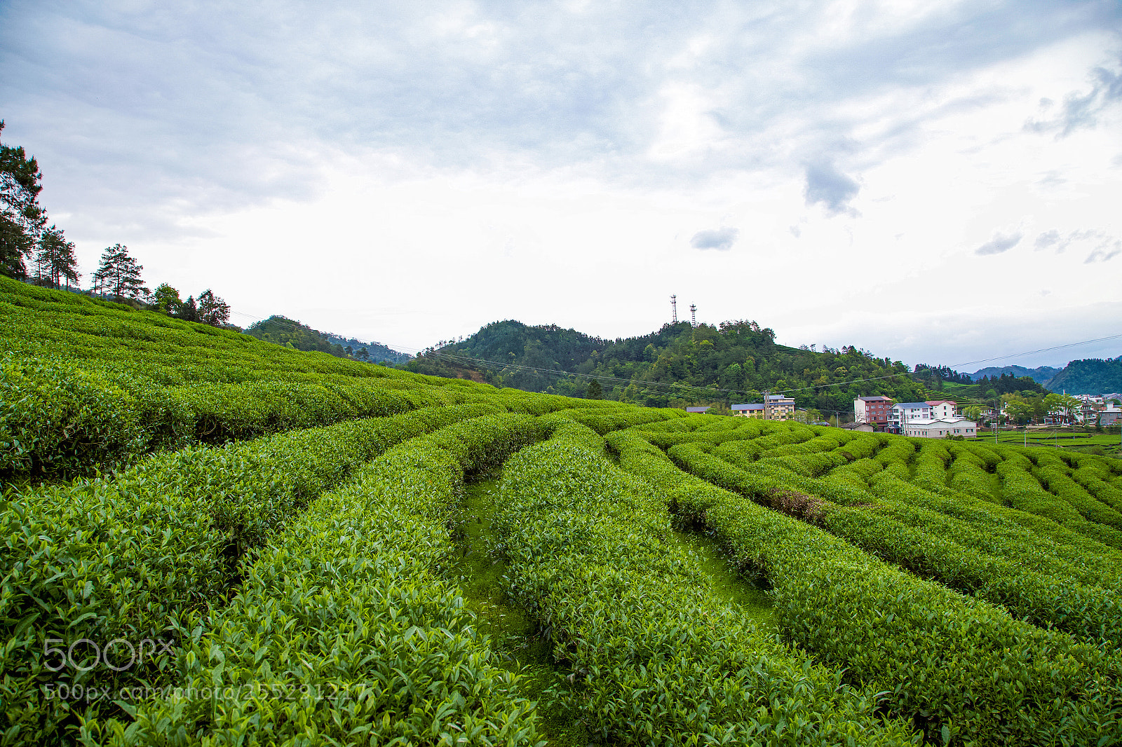 Canon EOS 6D sample photo. 武夷山茶园 photography