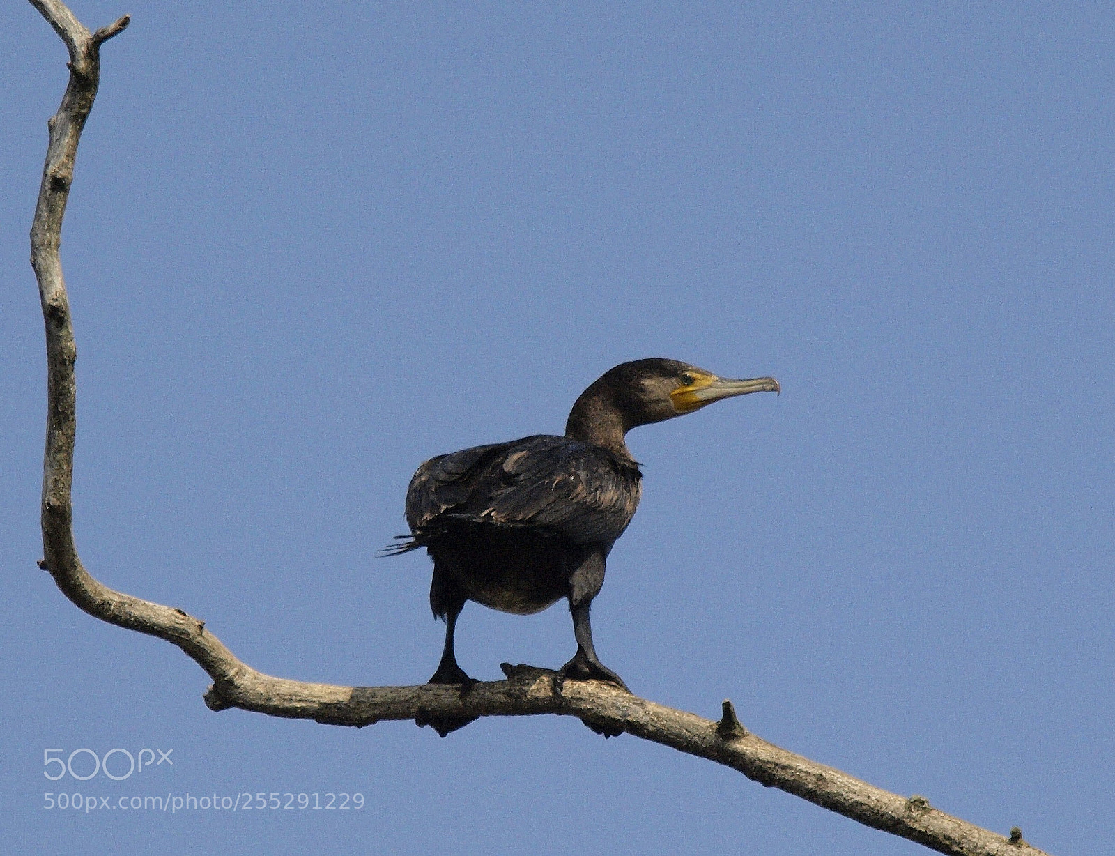 Olympus E-520 (EVOLT E-520) sample photo. Grand cormoran phalacrocorax carbo photography