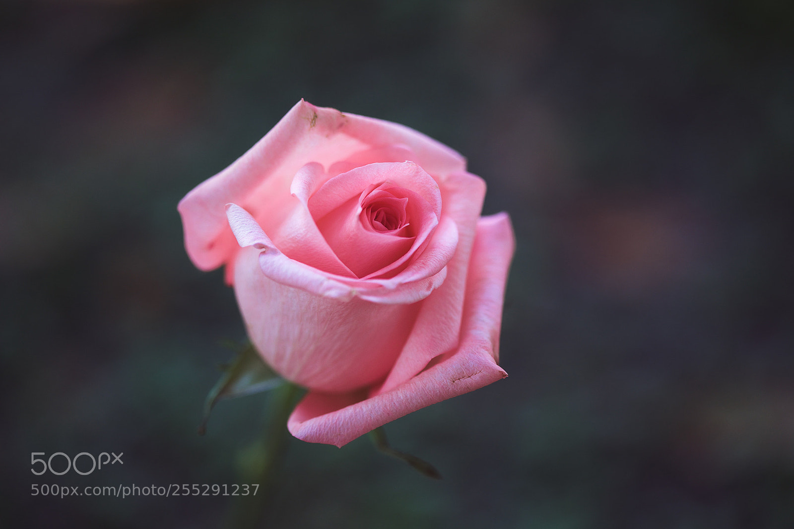 Canon EOS 5DS R sample photo. "youth" photography